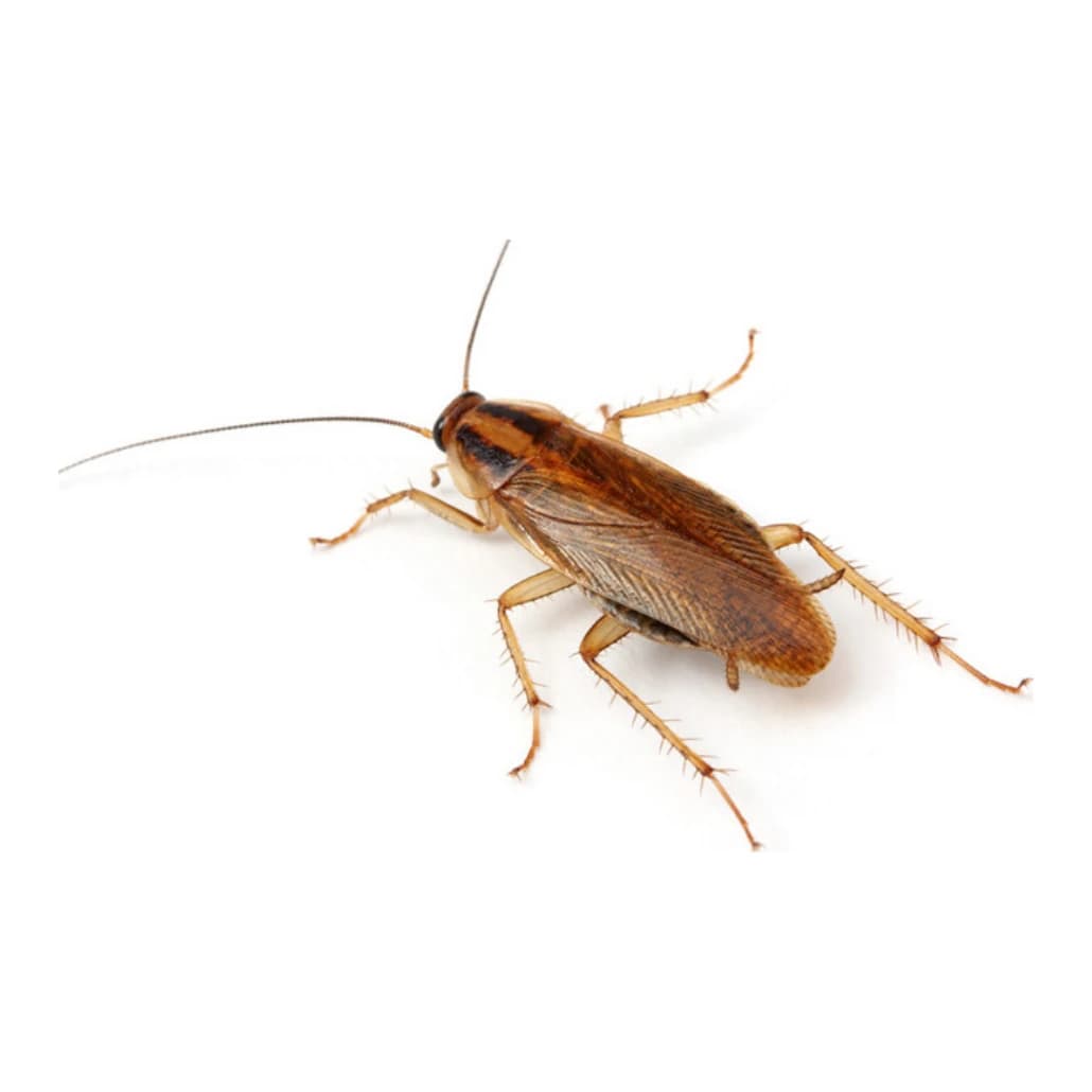 Cucaracha alemana (Blattella germanica)